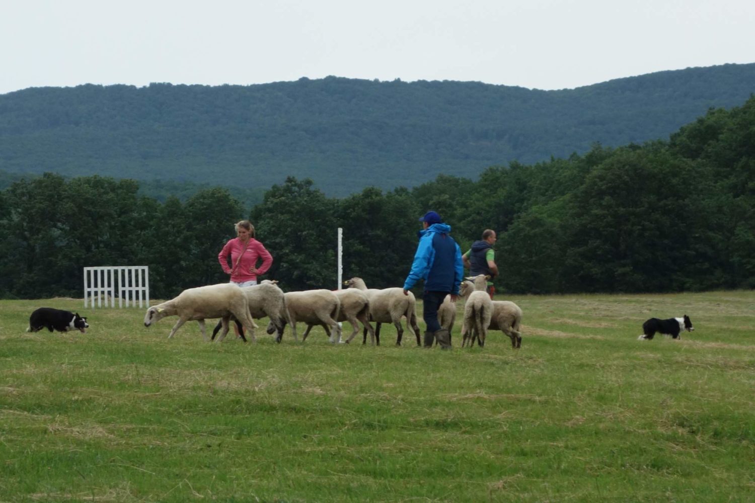 Stage Chien De Troupeau Ile De France